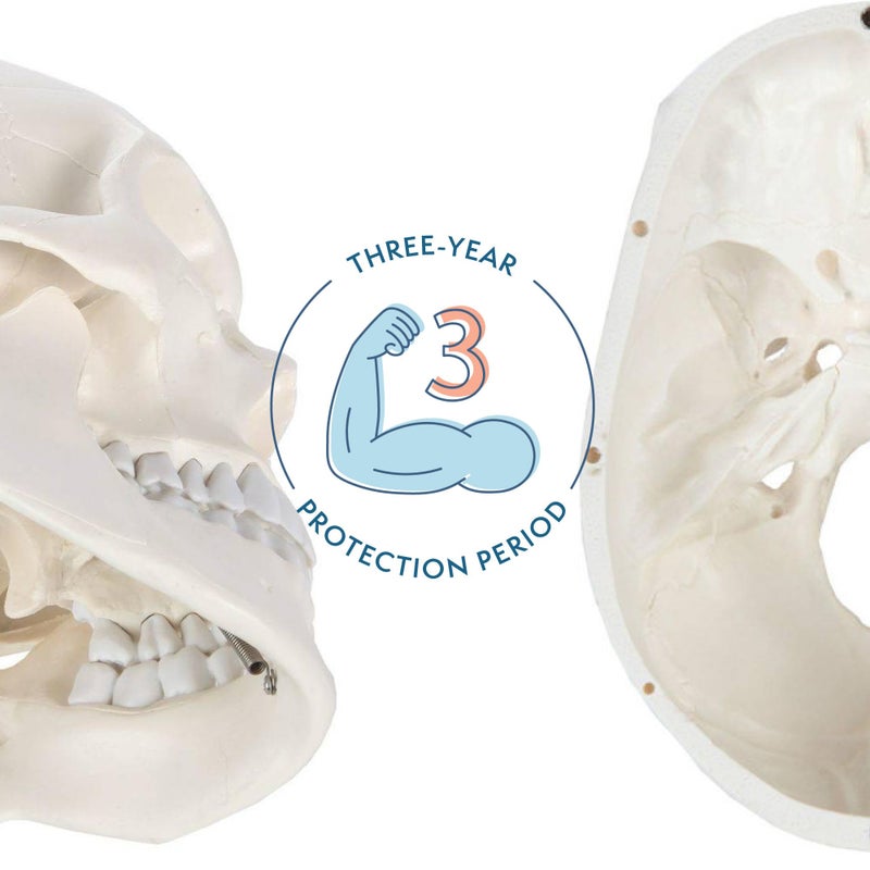 Axis Scientific Human Skull Model for Anatomy Life Size, 3-Part Anatomy Skull Includes Skull Cap with External and Interior Structures, Includes Detailed Product Manual, Skull for Anatomy - Image 2